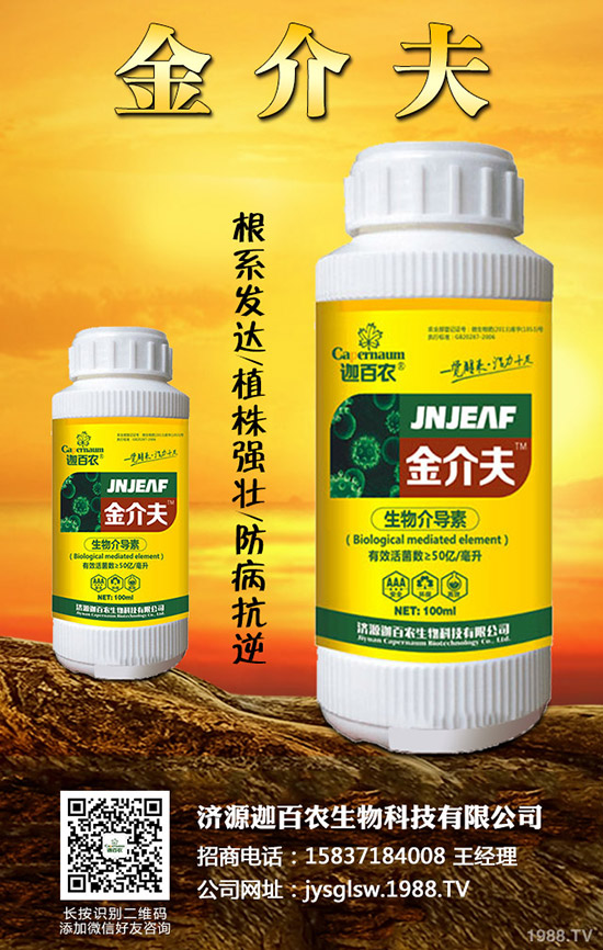 生姜得了莖基腐病怎么辦？生姜莖基腐病的診斷與防治！