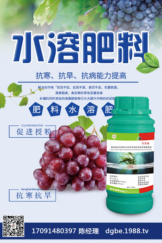 越冬番茄種植該注意什么?越冬番茄高產(chǎn)種植管理