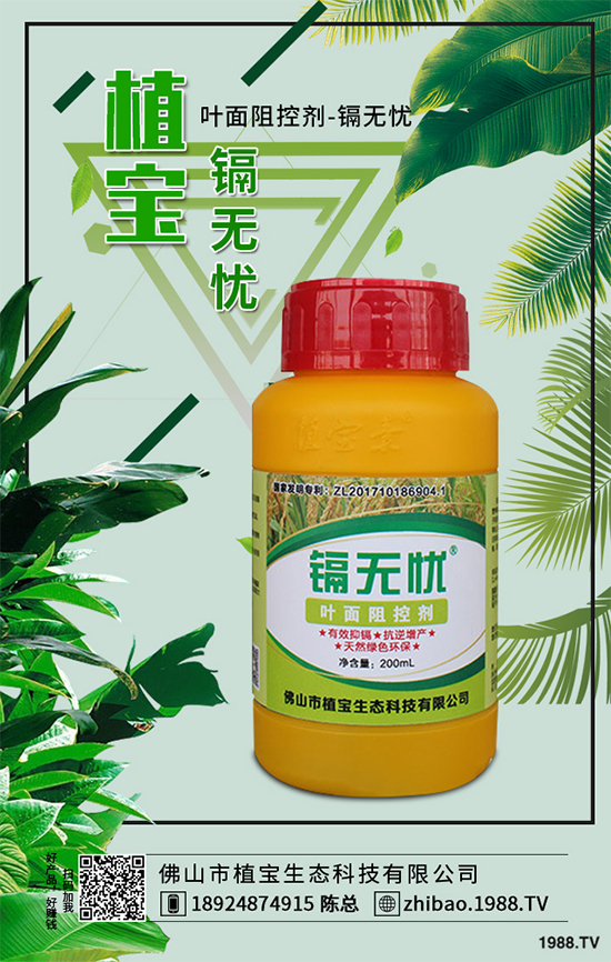 越冬番茄種植該注意什么?越冬番茄高產(chǎn)種植管理