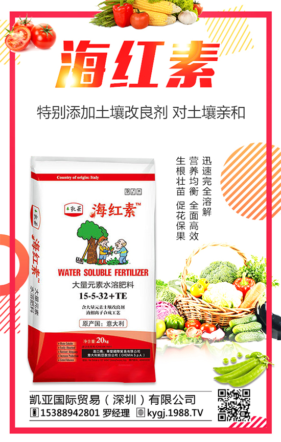 油麥菜的種植時間，冬季油麥菜種植管理！