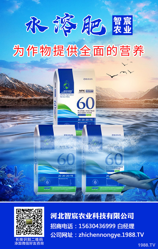 茄子僵果是什么原因造成的？茄子僵果如何防治？