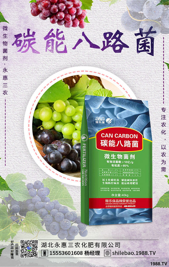 2020年春節(jié)蒜黃價格是否上漲？批發(fā)價多少錢一斤？蒜黃種植前景！