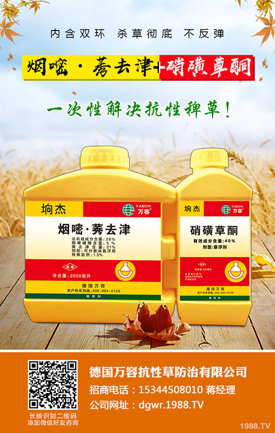 李子苗種植的季節(jié)，李子高產(chǎn)種植要點(diǎn)！