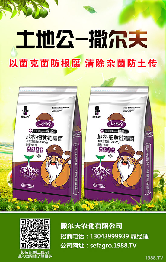 丹參怎么種植，丹參種植的技術(shù)要點(diǎn)！