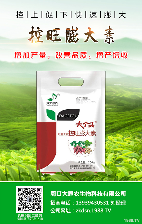 萵苣炭疽病危害這么大，到底該如何防治？萵苣炭疽病的防治方法