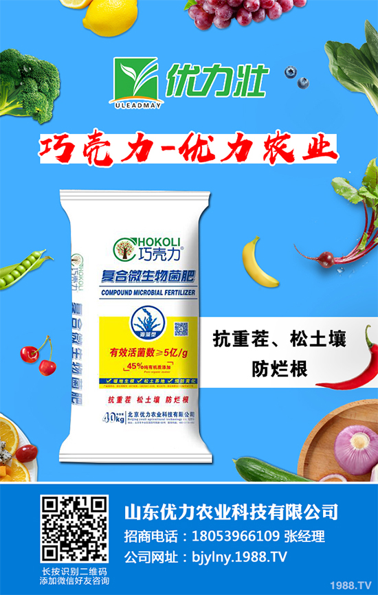 芹菜軟腐病來襲，到底該如何防治？芹菜軟腐病的危害與防治