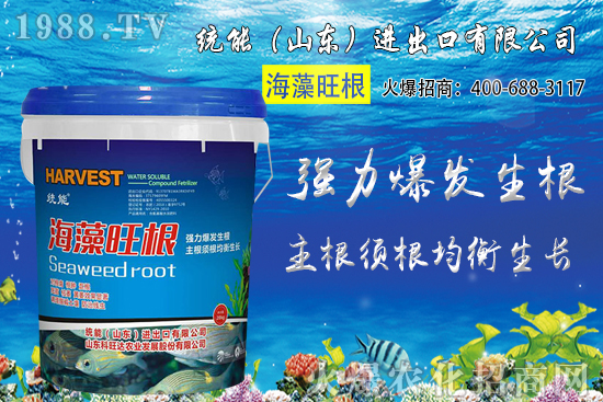 小麥價格大范圍上漲！預計小麥價格將突破1.25元/斤