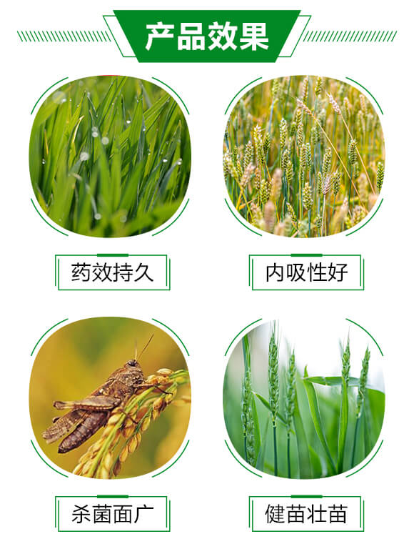 3%甲霜·噁霉靈-土掃把-派森農化_03