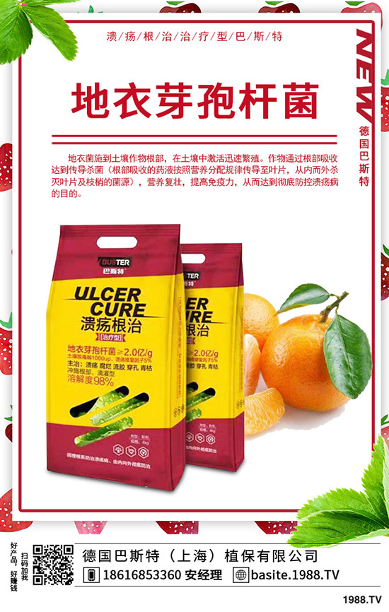  香椿怎么種植，種植密度該多大？香椿苗種植方法！
