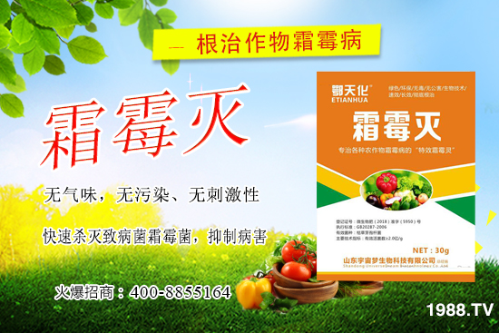 黃瓜霜霉病嚴重怎么辦,怎樣巧治黃瓜霜霉???