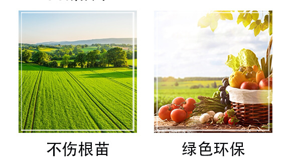 根結(jié)線蟲(chóng)藥生物殺線劑-超無(wú)線-田小超_05