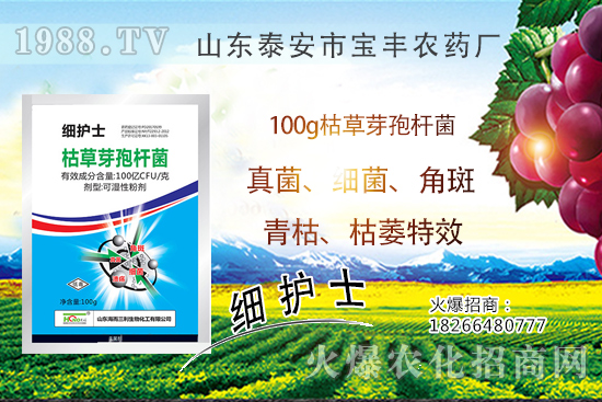 作物萎蔫、干枯,多半是發(fā)生了青枯??!青枯病VS枯萎??!教你鑒別難治病害!