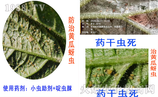     小蟲(chóng)專用助劑-杰效豐