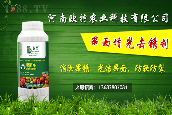 草莓施肥如何避免肥害發(fā)生？早春大棚草莓管理技術(shù)要點(diǎn)！