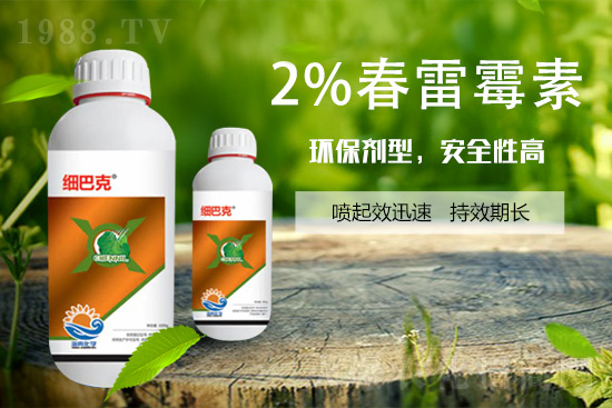 番茄潰瘍病怎么辦？聽(tīng)聽(tīng)專(zhuān)家怎么說(shuō)！