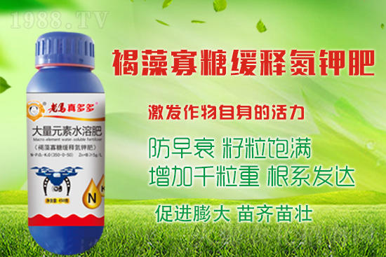 大蒜高產(chǎn)收益高，蒜頭膨大措施有哪些？如何施肥