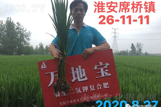 水稻分蘗不好對(duì)產(chǎn)量有多大影響？促進(jìn)水稻分蘗怎么做？