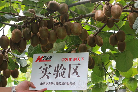 獼猴桃需肥特點有哪些？獼猴桃膨大肥怎么施