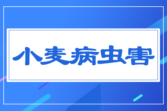 小麥病蟲害