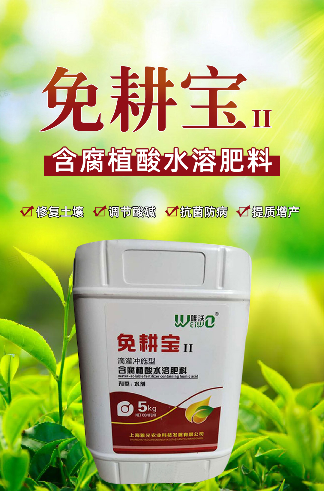 雅光