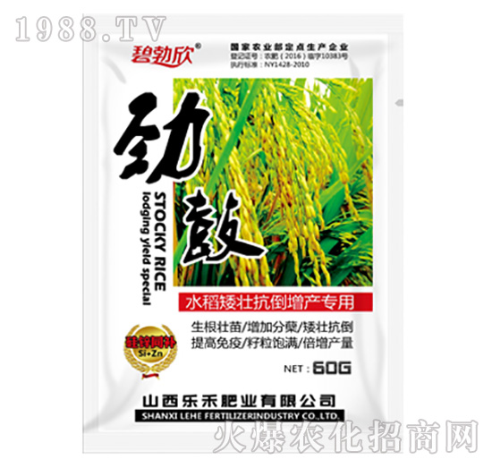 勁鼓水稻矮壯抗倒增產-樂禾