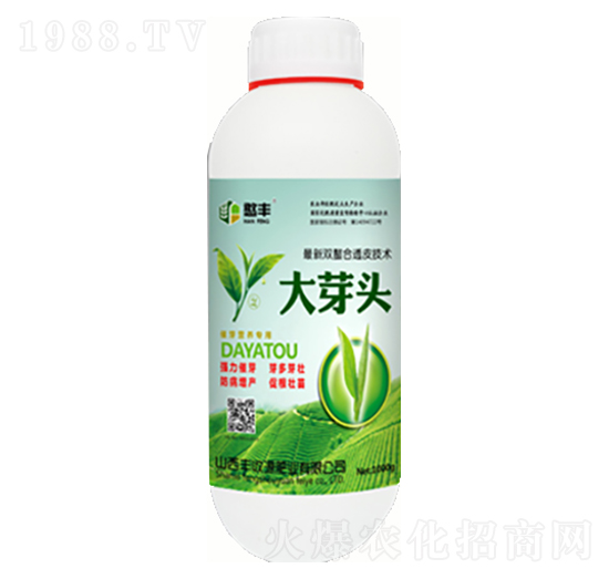 大芽頭-豐收源
