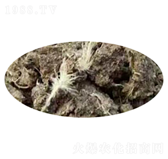 干雞糞-沃福沃