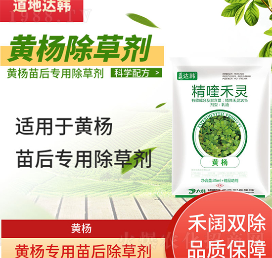 黃楊除草劑-黃楊苗后-黃楊專(zhuān)用-大韓