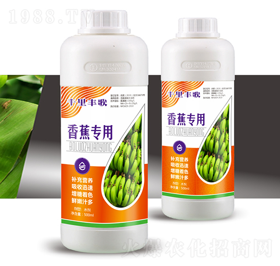 香蕉專用-千里豐歌-穗滿倉