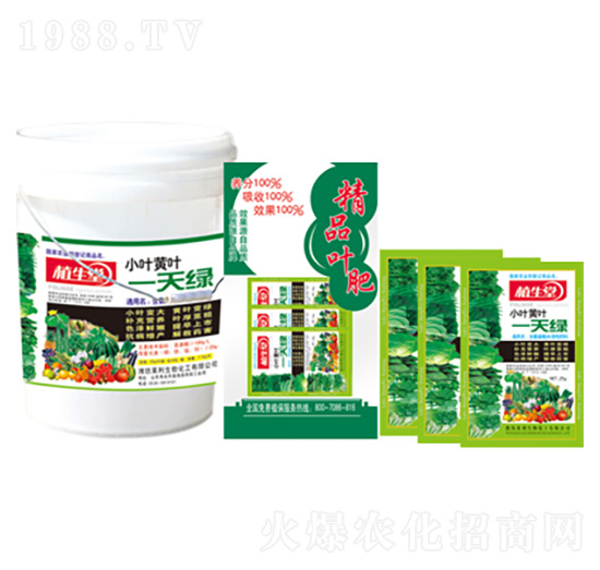小葉黃葉一片綠 植生堂 萊利生物
