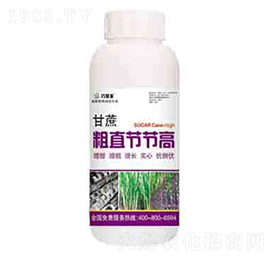 甘蔗粗直節(jié)節(jié)高 潤澤