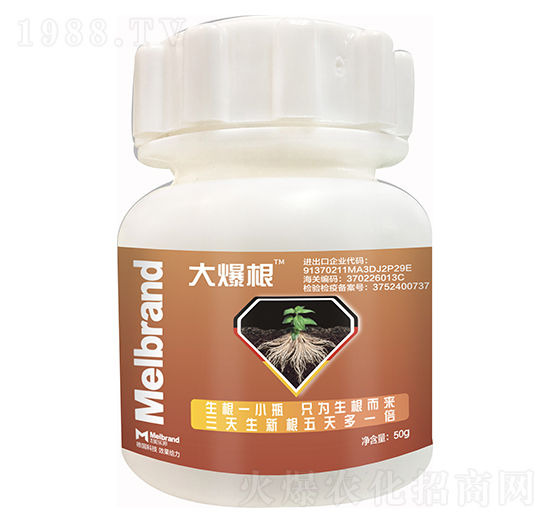 大爆根 美樂邦