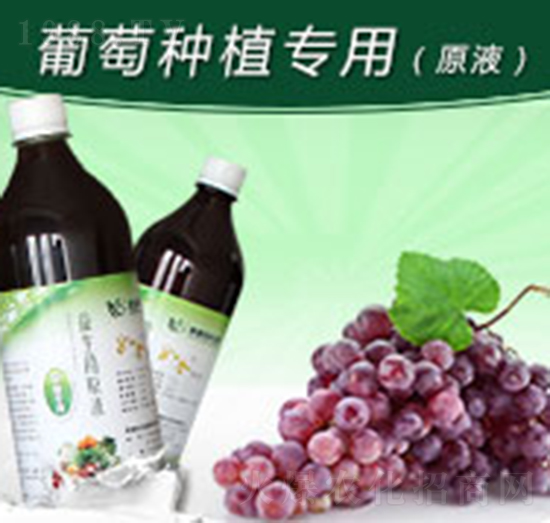 如金葡萄種植專(zhuān)用益生菌原液-綠洲生物
