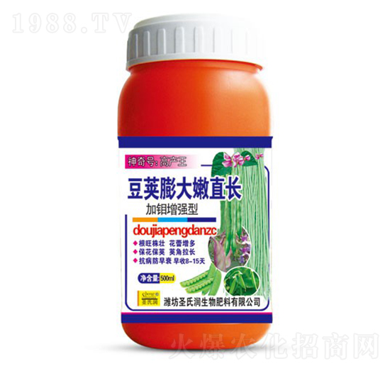 豆莢膨大嫩直長-圣氏潤