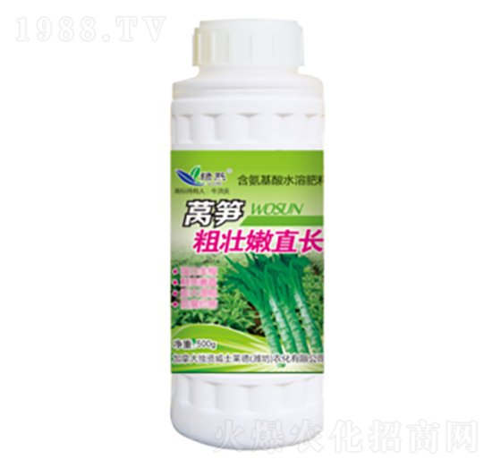 萵筍粗壯嫩直長(zhǎng)-綠熙-威士萊德