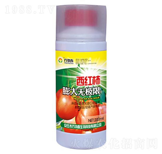 西紅柿膨大無極限-萬物春
