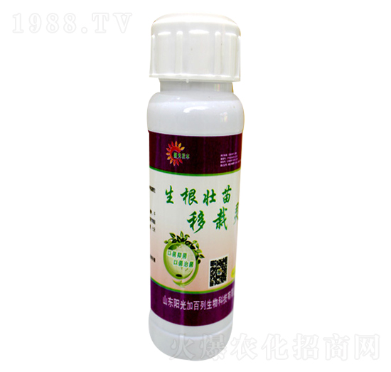 生根壯苗移栽靈-陽光加百列