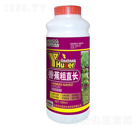 香蕉粗直長(zhǎng)-華爾百諾