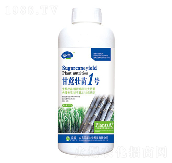 甘蔗壯苗1號（瓶）-勁萃-榮耀農(nóng)業(yè)