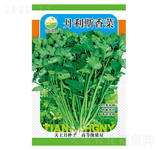 香菜種子-丹利斯香菜-太樂種業(yè)