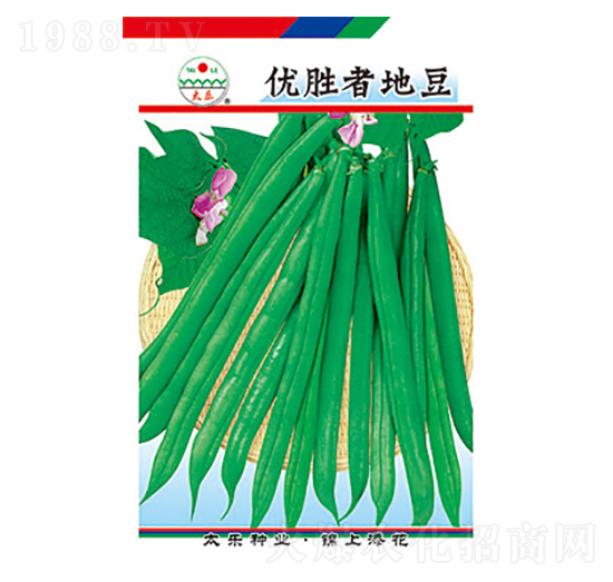 豇豆種子-優(yōu)勝者地豆-太樂種業(yè)