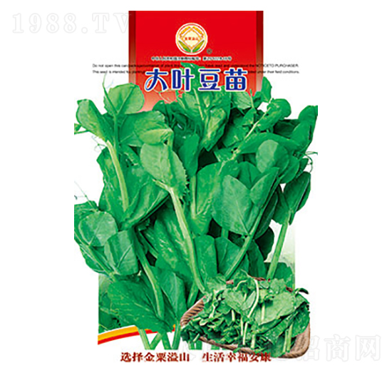 大葉豆苗-太樂(lè)種業(yè)