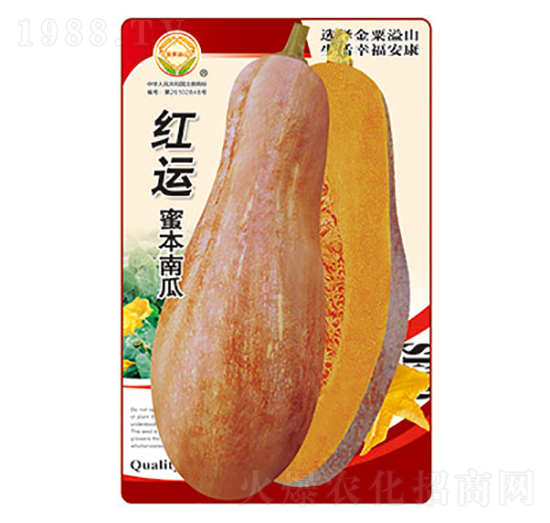 南瓜種子-紅運(yùn)蜜本南瓜-太樂種業(yè)