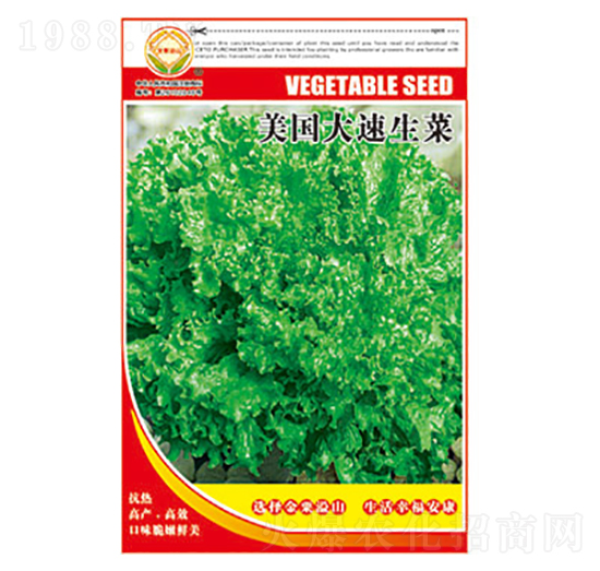 生菜種子-美國大速生菜-太樂種業(yè)