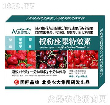 草莓、車?yán)遄印烟沂诜圩匦?北美農(nóng)大