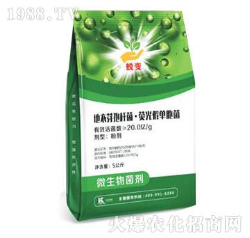 地衣芽孢桿菌·熒光假單胞菌-蛻變-柯易植保