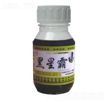 黑星霸-恒綠植物