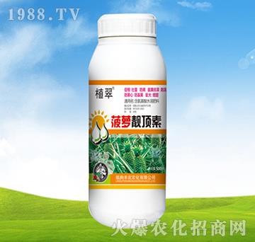 菠蘿靚頂素-植翠-豐農農化