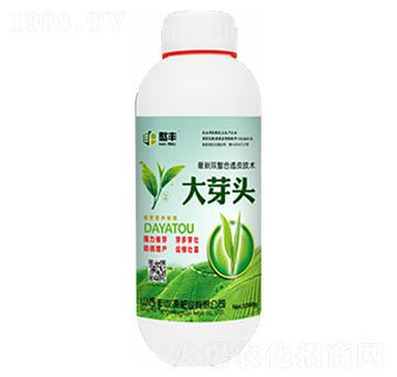大芽頭-豐收源