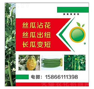 絲瓜、長瓜沾花變短出紐-美春農(nóng)業(yè)